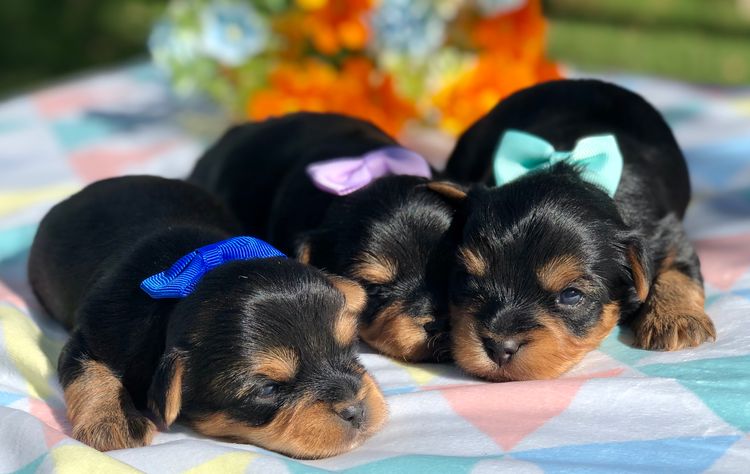 Yorkie Companions