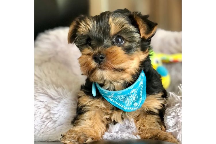 Yorkie Companions