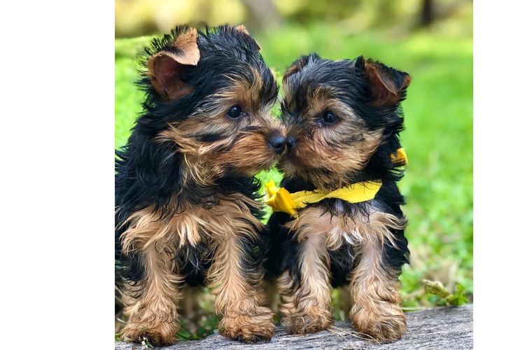 Yorkie Companions