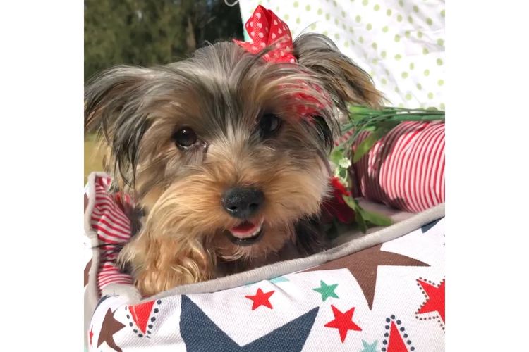 Yorkie Companions