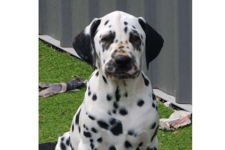 Promisar Dalmatians