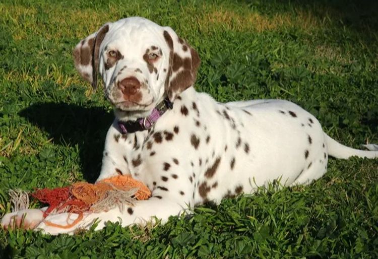 Promisar Dalmatians