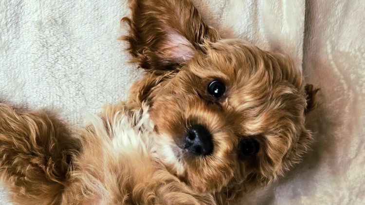 Cuddle Bug Cavoodles