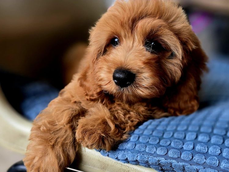 Cuddle Bug Cavoodles