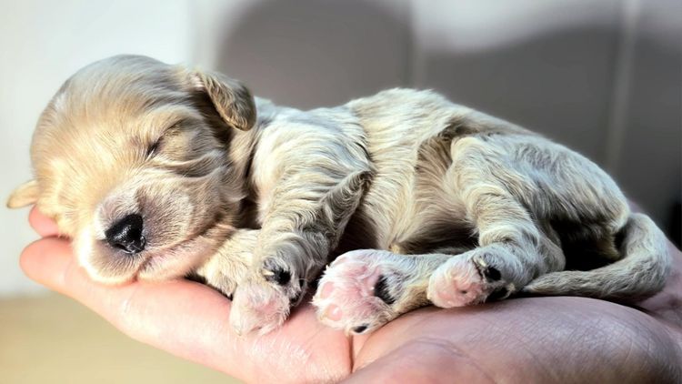 Cuddle Bug Cavoodles