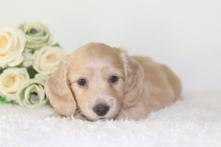 Mistymeadowsdachies