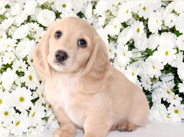 Mistymeadowsdachies