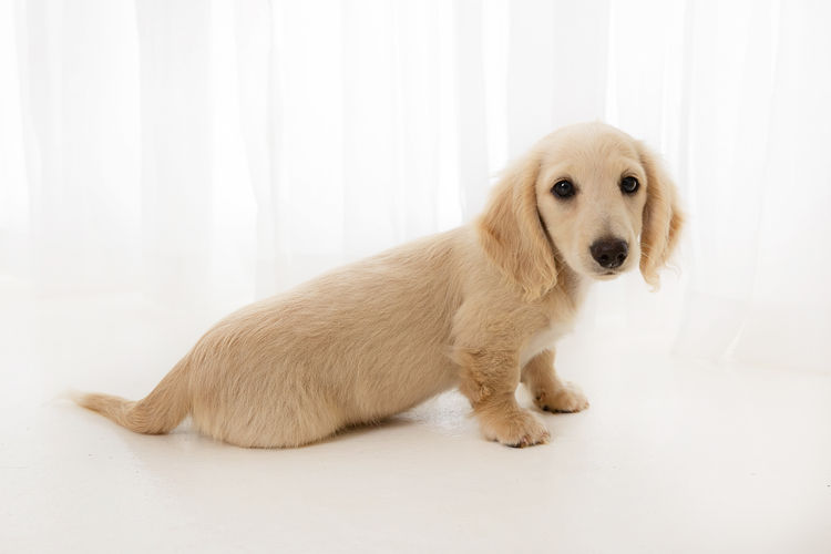 Mistymeadowsdachies