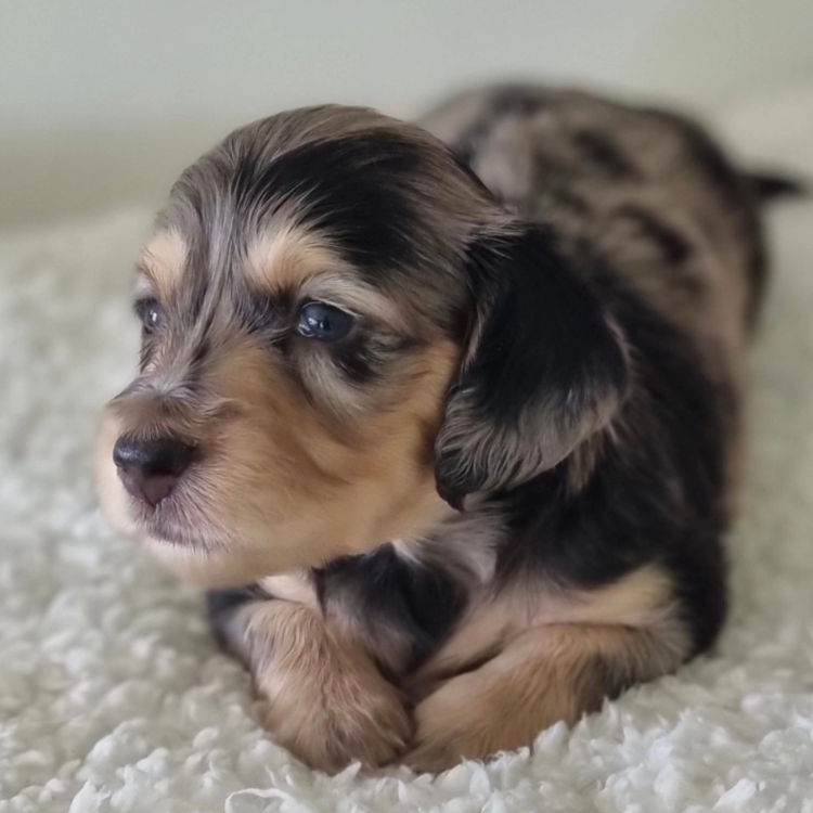 Mistymeadowsdachies