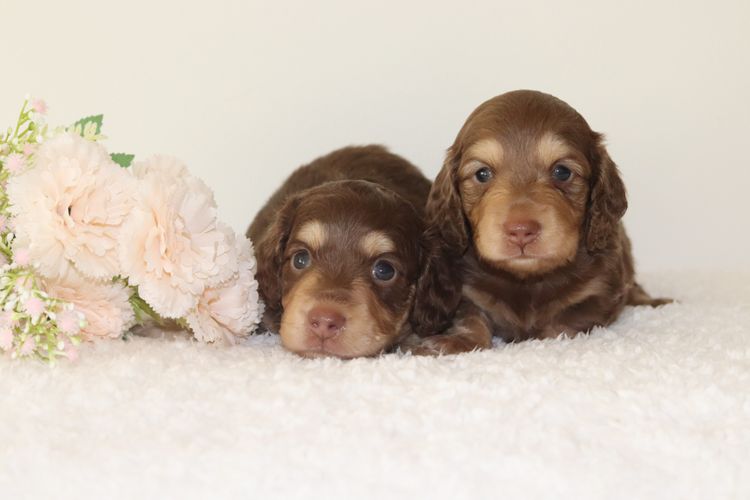 Mistymeadowsdachies