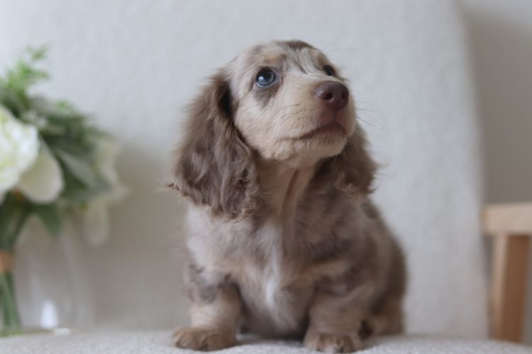Mistymeadowsdachies
