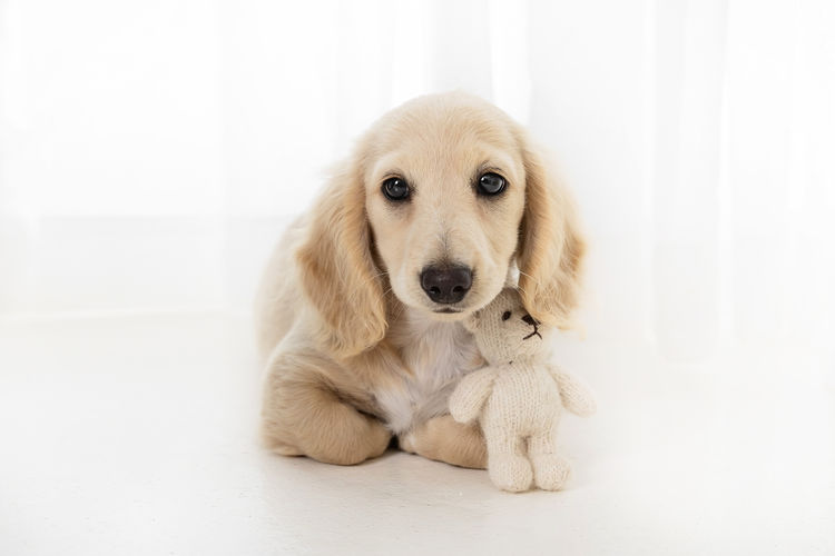 Mistymeadowsdachies