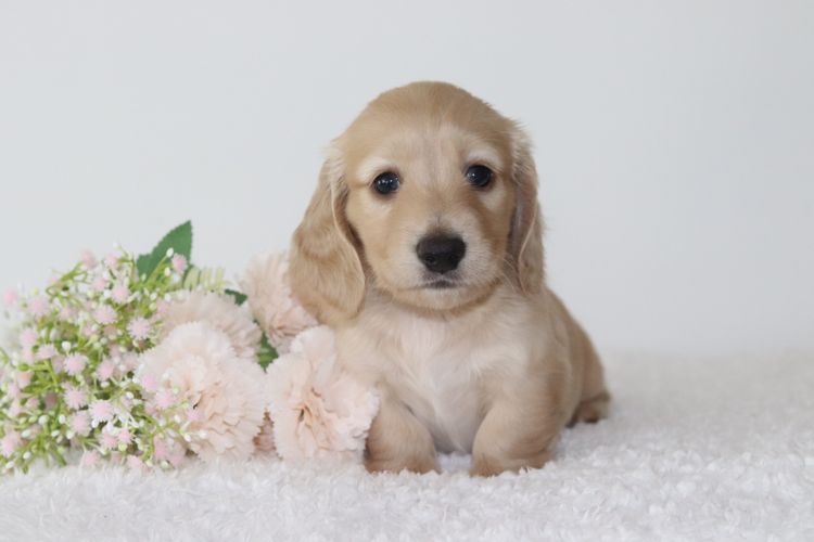 Mistymeadowsdachies