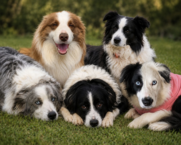 Banaby Park Border Collies