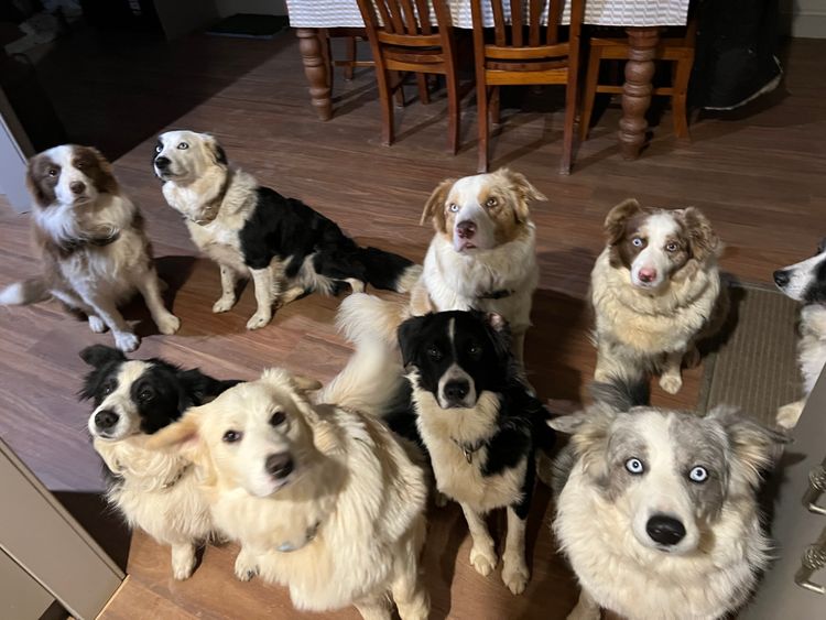Banaby Park Border Collies