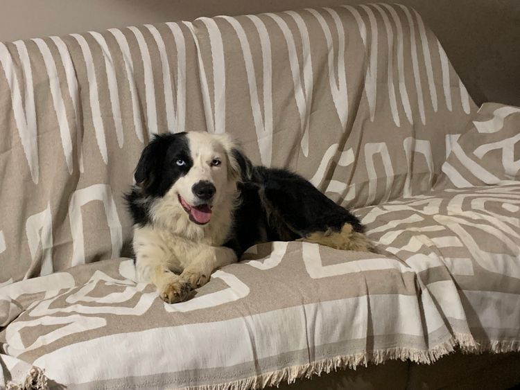 Banaby Park Border Collies