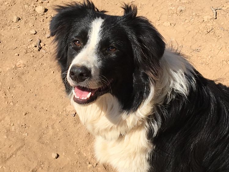 Banaby Park Border Collies