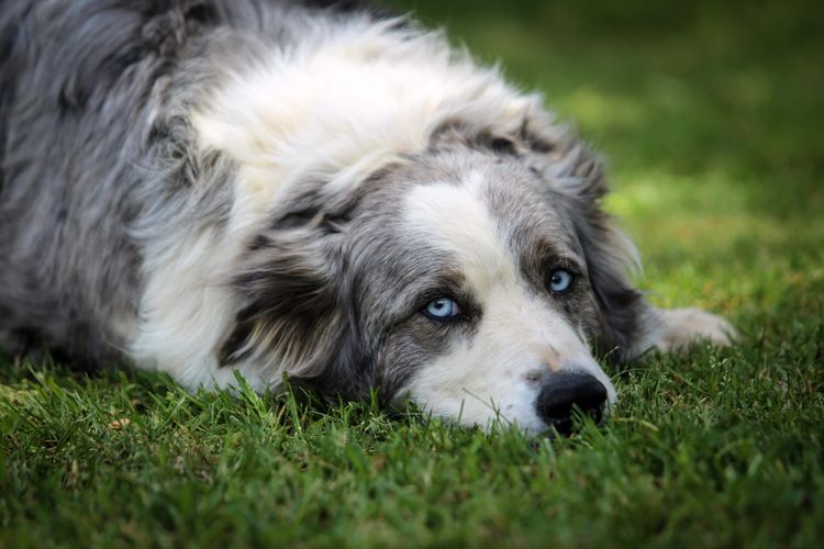 Banaby Park Border Collies