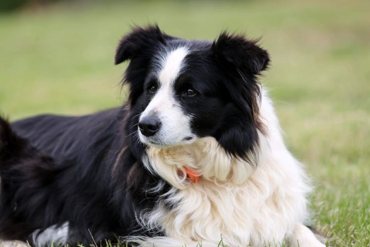 Banaby Park Border Collies