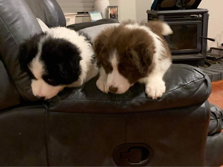 Banaby Park Border Collies