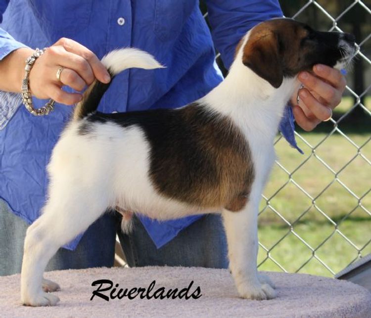 Riverlands Fox Terriers
