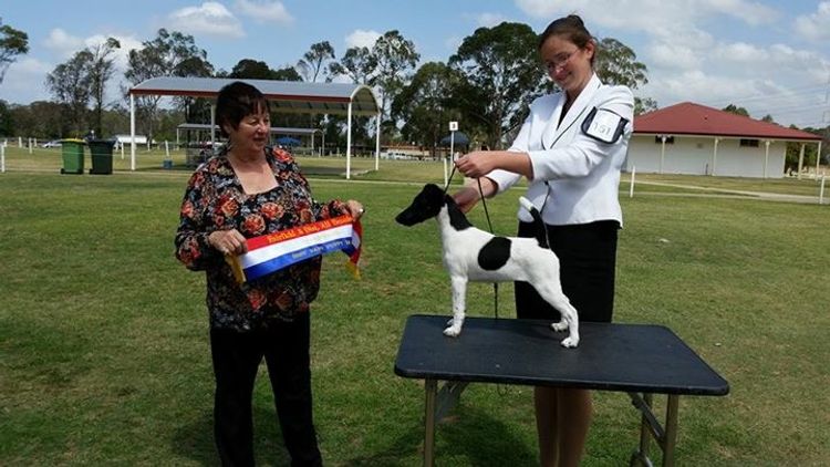 Riverlands Fox Terriers