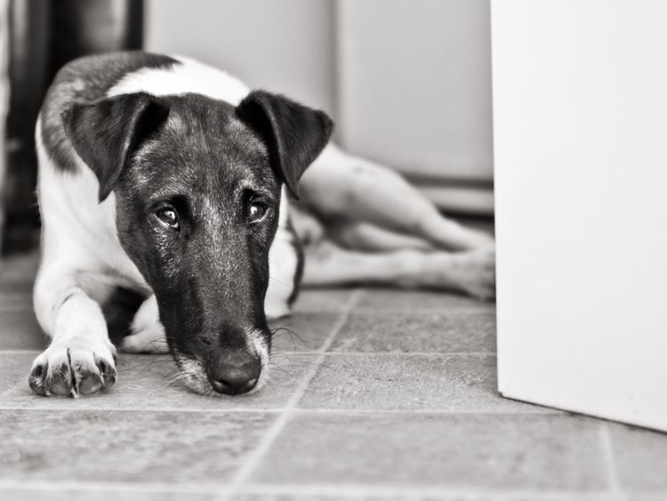 Riverlands Fox Terriers