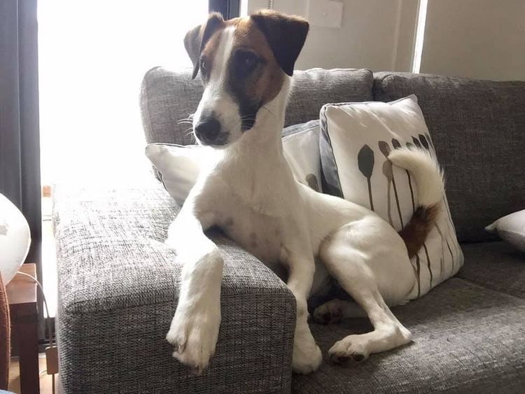 Riverlands Fox Terriers