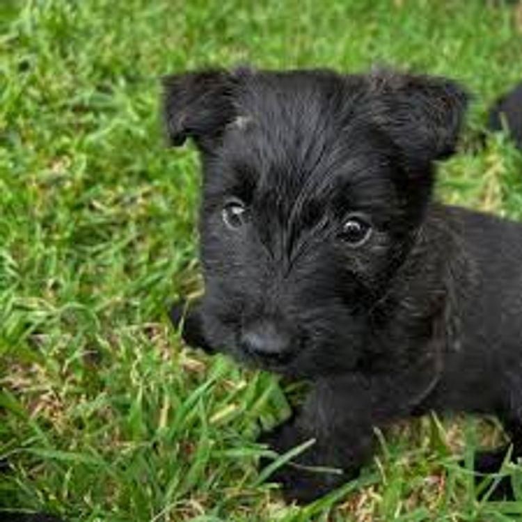 Calanclan Scottish Terriers