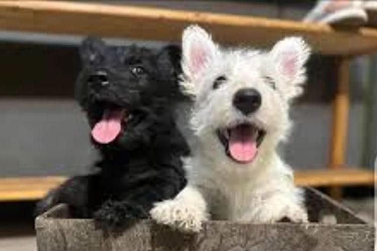 Calanclan Scottish Terriers