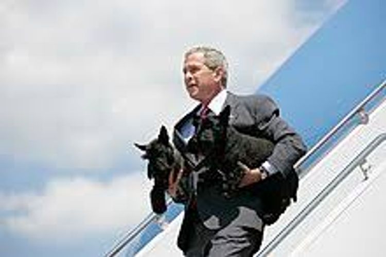 Calanclan Scottish Terriers