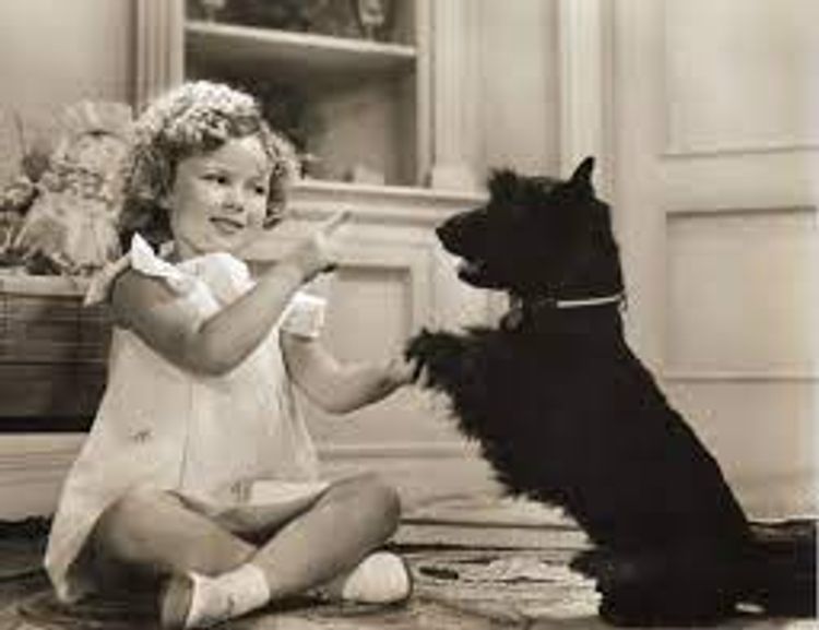 Calanclan Scottish Terriers
