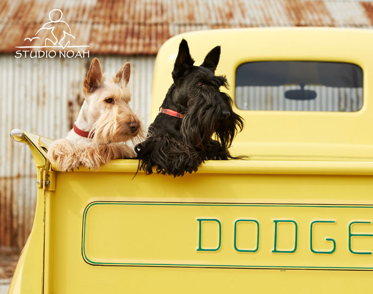 Calanclan Scottish Terriers