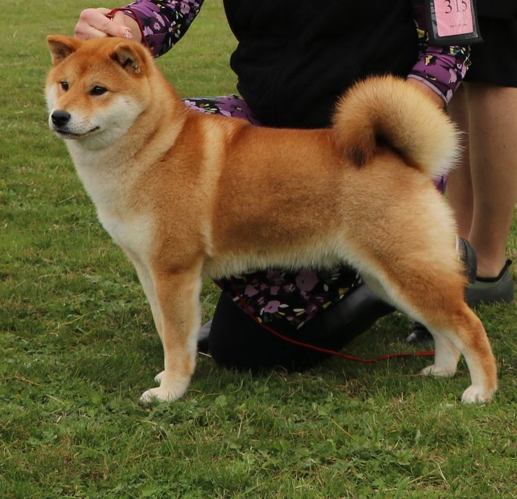 Kortmar Shiba Inu