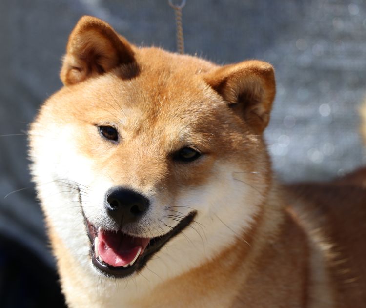 Kortmar Shiba Inu