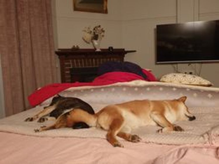 Kortmar Shiba Inu