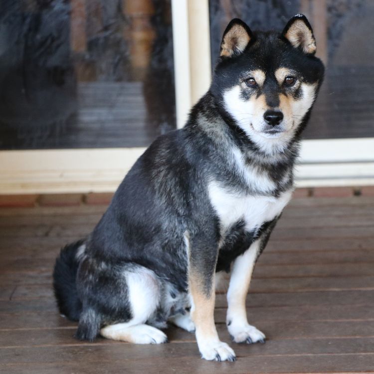 Kortmar Shiba Inu