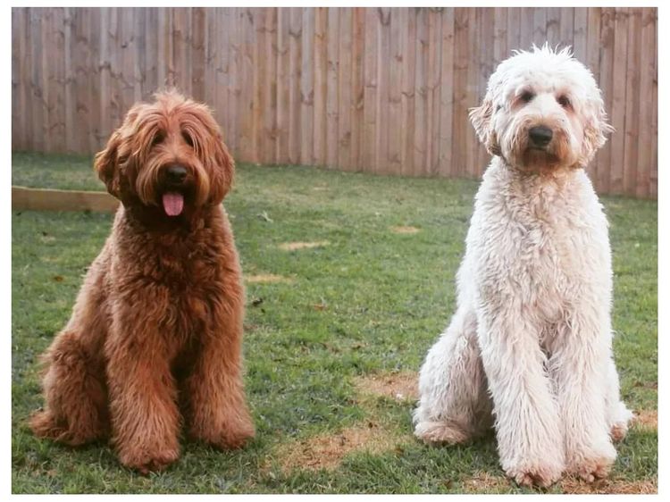 Lovelocks Australian Cobberdogs