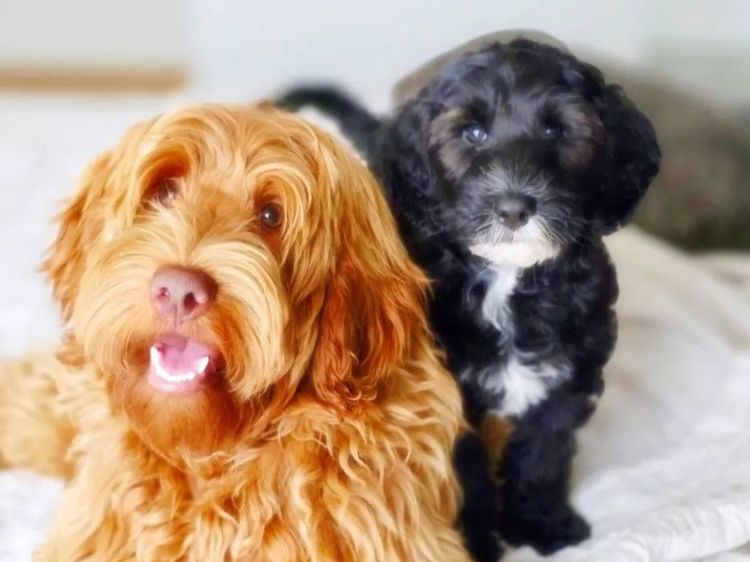Lovelocks Australian Cobberdogs