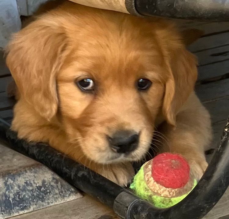 Coffee Kennels - Golden Retrievers