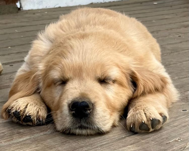 Coffee Kennels - Golden Retrievers