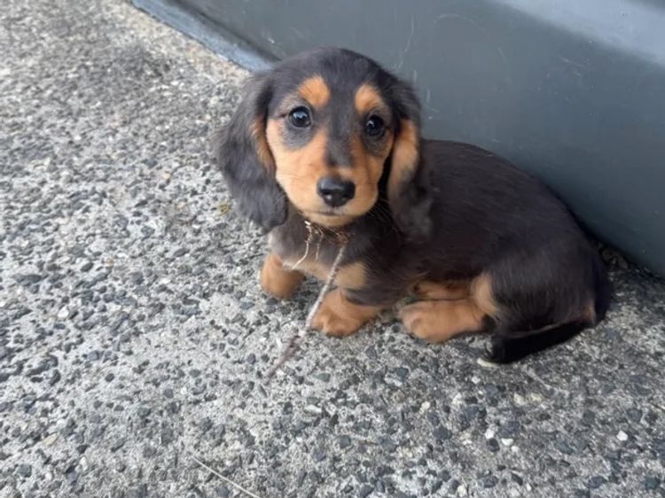 Mini Minxys Miniature Dachshunds