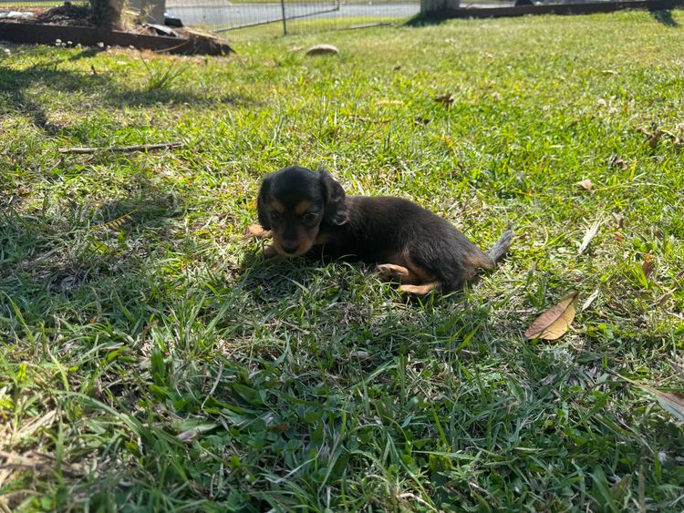 Mini Minxys Miniature Dachshunds
