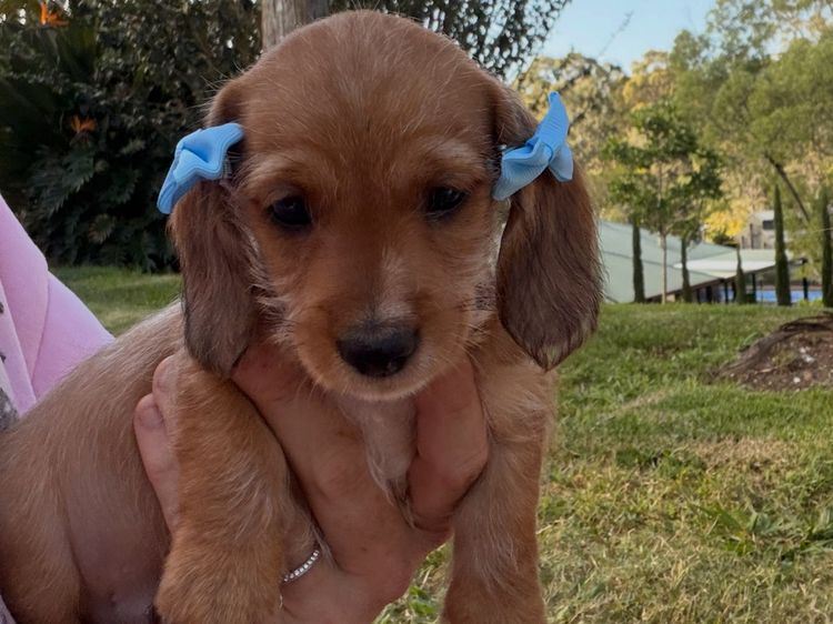 Mini Minxys Miniature Dachshunds
