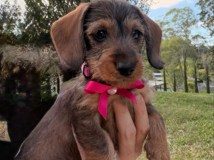 Mini Minxys Miniature Dachshunds