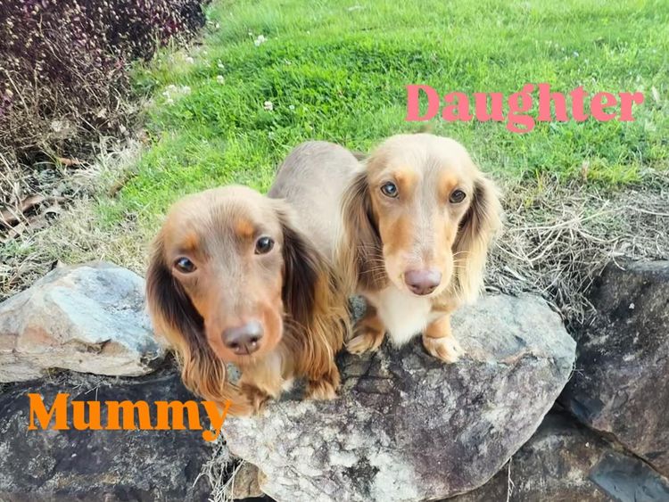 Mini Minxys Miniature Dachshunds