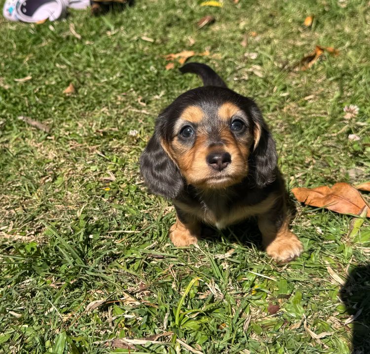 Mini Minxys Miniature Dachshunds