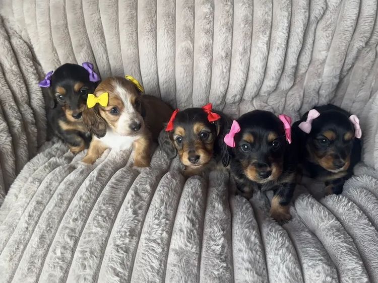 Mini Minxys Miniature Dachshunds