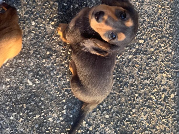 Mini Minxys Miniature Dachshunds