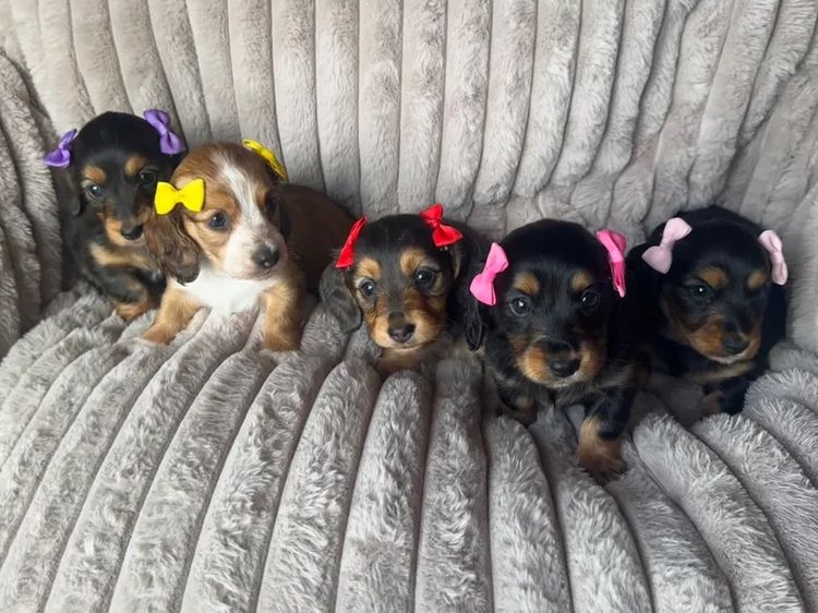 Mini Minxys Miniature Dachshunds